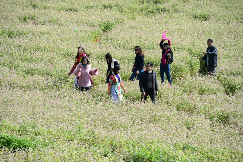 Mùa hoa Tam Giác Mạch